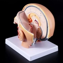 完成品 頭蓋 模型 病院 クリニック 大学 模型 人体解剖 ヘッド 頭蓋骨 脳 脳動脈 解剖 モデル 学校 病院 教材 医学 PVC 完成品 模型 D324_画像6