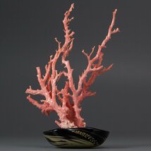 【五】天然サンゴ 桃色珊瑚 原木 枝 置物 台座付_画像3