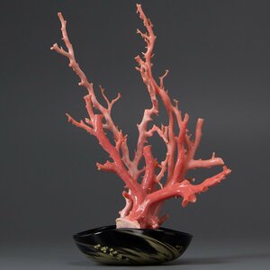 【五】天然サンゴ 桃色珊瑚 原木 枝 置物 台座付
