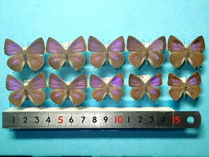 外国産蝶標本　アトラクスムラサキシジミ　Ａ－１０exs　タイ・チェンマイ産