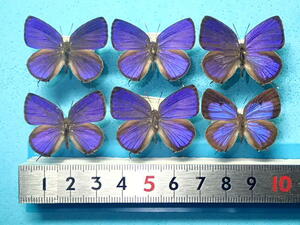 外国産蝶標本　アリタエウスムラサキシジミ　Ａ－５♂１♀　タイ・サムイ島　産