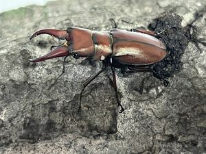 ムルティデンタリスホソアカ クワガタ Cyclommatus multidentatus, オス。超レア, 1円スタート