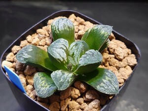 ハオルチア☆♀シルバニアボールKN1x♂Q-Tip☆Haworthia