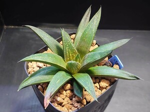 ハオルチア☆ブラックウルフ☆Haworthia