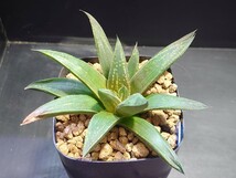 ハオルチア☆ブラックウルフ☆Haworthia_画像3