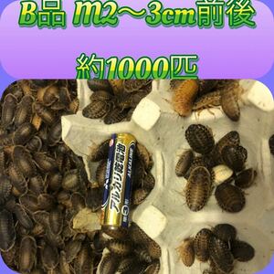 デュビア B品 扁平 サイズバラつきあり　完全無選別　平均M 2cm〜3cm前後 約1000匹【M's】