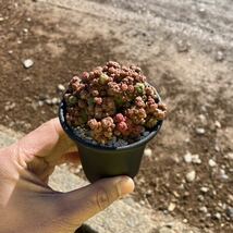 σ マミラリア ボカサナ フレッド (高砂モンスト) 2.5号 Mammillaria bocasana cv. Fred 多肉植物 サボテン コピアポア ユーフォルビア_画像8