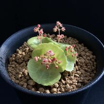 σ塊根性 クラッスラ ウンベラ ワインカップ 3号 1枚目参考画像 Crassula umbella Wine-Cup 多肉植物 サボテン エケベリア チレコドン_画像5