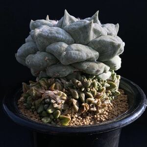 σ アリオカルプス 青磁牡丹 モンスト 4号完成株(珍品) Ariocarpus furfuraceus monst. 多肉植物 サボテン コピアポア ユーフォルビア