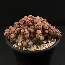 σ マミラリア ボカサナ フレッド (高砂モンスト) 2.5号 Mammillaria bocasana cv. Fred 多肉植物 サボテン コピアポア ユーフォルビア_画像5