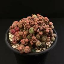 σ マミラリア ボカサナ フレッド (高砂モンスト) 2.5号 Mammillaria bocasana cv. Fred 多肉植物 サボテン コピアポア ユーフォルビア_画像6