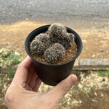 σ ギムノカリキウム 竜頭モンスト (団子竜頭) 3号 Gymnocalycium quehlianum monst. 多肉植物 サボテン コピアポア パキポディウム_画像9