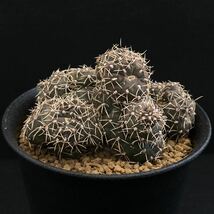 σ ギムノカリキウム 竜頭モンスト (団子竜頭) 3号 Gymnocalycium quehlianum monst. 多肉植物 サボテン コピアポア パキポディウム_画像1