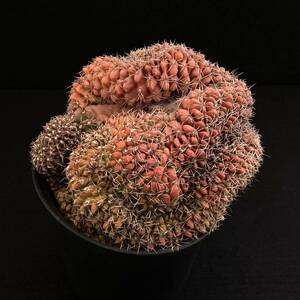 σ ギムノカリキウム 緋花玉モンスト (綴化) 実生 4号大株 Gymnocalycium baldianum crist. 多肉植物 サボテン ユーフォルビア コピアポア