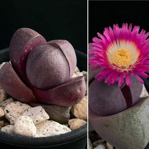 σ プレイオスピロス 紅帝玉 実生 2.5号 Pleiospilos nelii 多肉植物 サボテン ネリー コノフィツム リトープス クラッスラ エケベリア