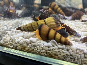 【珍しい巻貝】イエロラビットスネールの親貝　繁殖実績あり　褐色マーブルタイプ　９匹