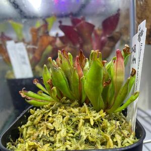 ヘリアンフォラ　サラセニオイデス　BCP 株数不明　heliamphora 食虫植物　山野草　ギアナ高地