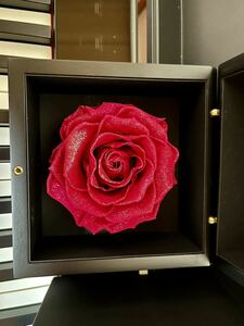  preserved flower large wheel rose rose PHOENIX large wheel series 