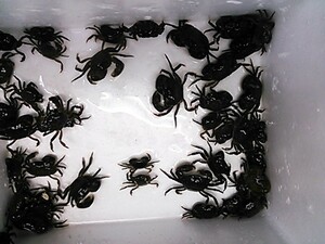 イシガキ鯛・黒鯛　冷凍磯カニ(大)　200匹セット