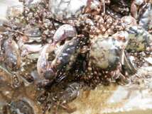 冷凍岩カニ(大) 石鯛・イシガキ鯛・底もの等釣りに最適です。50匹＋石カニ５匹セット_画像3