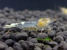 ＜金目抱卵♀入り５匹①＞★fan-shrimp血統　金目白遺伝子シュリンプ　抱卵♀含む合計５匹★（1.６㎝前後/画像の個体）【Bee Family】_画像3