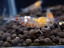 ＜金目抱卵♀入り２ペア②＞★fan-shrimp血統　金目白遺伝子シュリンプ　抱卵♀含む４匹★（1.６㎝前後/画像の個体）【Bee Family】_画像2