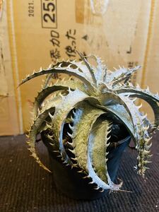 ディッキア ・グラン マルニエ ホワイトフォリッジ (多肉植物 Dyckia マルニエルラポストレイ )