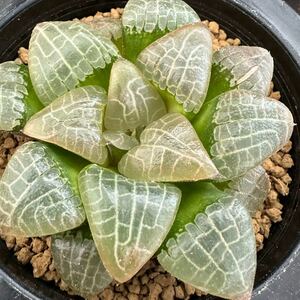 ★サボテン・多肉植物★806★ハオルシア コレクタ　ピラルク×水晶コンプト101 Haworthia correcta× comptoniana★ハオルチア 