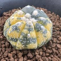 ★サボテン・多肉植物★902★アストロフィツム　瑠璃兜錦　実生　Astrophytum　asterias　nuda　varieg.★seedling_画像2