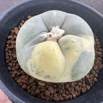 ★サボテン・多肉植物★912★ロホホラ　デフーサ錦　Lophophora　deffusa varieg.★_画像5