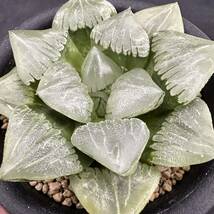 ★サボテン・多肉植物★800★ハオルシア　福般若　 Haworthia comptoniana hyb.★ハオルチア _画像4