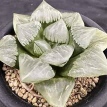 ★サボテン・多肉植物★800★ハオルシア　福般若　 Haworthia comptoniana hyb.★ハオルチア _画像7