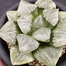 ★サボテン・多肉植物★800★ハオルシア　福般若　 Haworthia comptoniana hyb.★ハオルチア _画像3