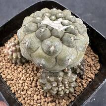 ★サボテン・多肉植物★857★Copiapoa hypogaea　コピアポア　ヒポガエア★_画像1