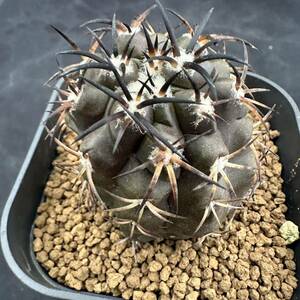 ★サボテン・多肉植物★860★ Copiapoa dura　コピアポア　デュラ　カキコ★