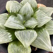 ★サボテン・多肉植物★840 ★ハオルシア　福般若　 Haworthia comptoniana hyb.★ハオルチア _画像4