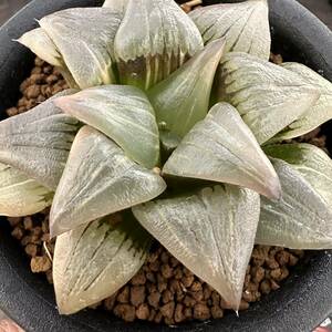 ★サボテン・多肉植物★848★ハオルシア ISIアトロフスカ錦　Haworthia atrofusca varieg.★ハオルチア 