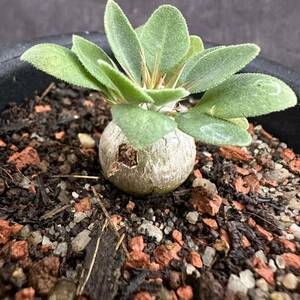 ★サボテン・多肉植物★825★ パキポディウム ナマクアナム 光堂　実生　Pachypodium namaquanum★コーデックス 塊根