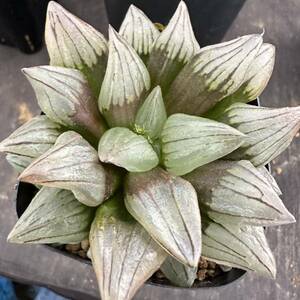 ★サボテン・多肉植物★880★ハオルシア アトロフスカミュータント Haworthia atrofusca mutant★ハオルチア 