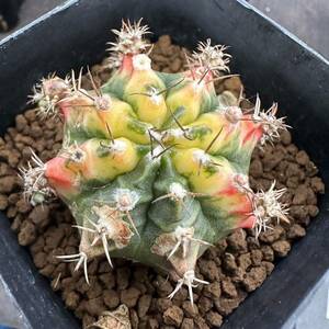 ★サボテン・多肉植物★881★ギムノカリキュウム マルチカラー　 Gymnocalycium　mihanovichii　v. friedrichii　cv.★