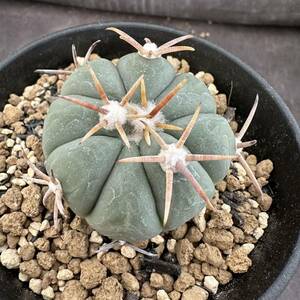 ★サボテン・多肉植物★803★Echinocactus horizonthalonius　エキノカクタス　花王丸　実生★seedling 