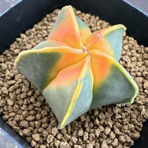 ★サボテン・多肉植物★810 ★アストロフィツム 年中紅葉碧瑠璃鸞鳳玉　実生　Astrophytum myriostigm nuda.KOUYOU★seedling