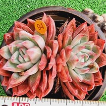 0215-O294 スパイスクィーン エケベリア 多肉植物 韓国苗_画像1