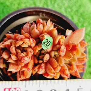 0209-G420 マックスアモンド エケベリア 多肉植物 韓国苗