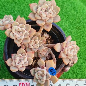 0220-B061 ティンカーベル エケベリア 多肉植物 韓国苗