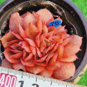 0220-B076 レッドタン綴化 エケベリア 多肉植物 韓国苗