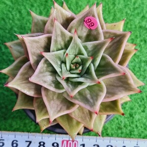 0209-P599 Jade star(錦) エケベリア 多肉植物 韓国苗