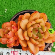 0211-YG754 モンローシャネル エケベリア 多肉植物 韓国苗_画像1