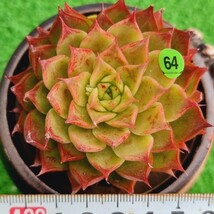 0211-YG764 Sunny エケベリア 多肉植物 韓国苗_画像1