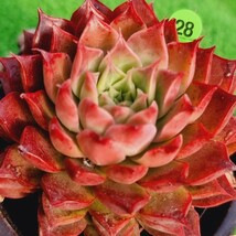 0215-YG328 シャニ エケベリア 多肉植物 韓国苗_画像2